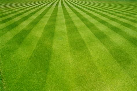 Striped lawn. Things To Know About Striped lawn. 